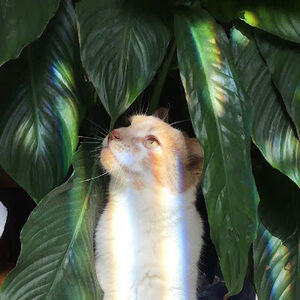 Meet your Posher, Melody